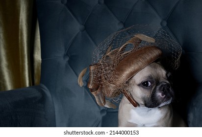 Stylish bulldog dog sits in a designer hat with a veil posing in a cozy chair during a fashion show. Studio photo of a French bulldog.