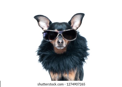 Stylish, Chic Dog  Isolated , Diva In A Fur Coat And Glasses . Fashion And Shopping Concept