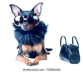 Stylish, Chic Dog  Isolated Toy Terrier, Chihuahua. Star, Diva In Fashionable Sunglasses And Fur Boa, Next Handbag