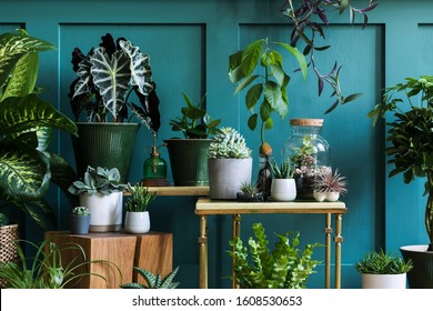 Stylish composition of home garden interior filled a lot of beautiful plants, cacti, succulents, air plant in different design pots. Green wall paneling. Template. Home gardening concept Home jungle. - Shutterstock ID 1608530653
