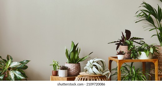 Stylish composition of home garden interior filled a lot of beautiful plants, cacti, succulents, air plant in different design pots. Home gardening concept Home jungle. Copy spcae. Template - Shutterstock ID 2109720086