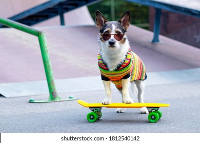 Stylish dog on the ramp, riding a penny board outside. A pet is riding a skateboard or longboard on the playground