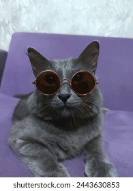 Stylish gray cat with his glasses