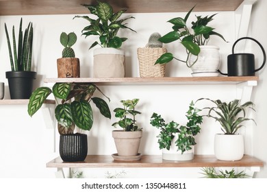 Stylish Green Plants And Black Watering Can On Wooden Shelves. Modern Hipster Room Decor. Cactus, Dieffenbachia, Epipremnum, Calathea,dracaena,ivy, Peperomia,sansevieria In Pots On Shelf