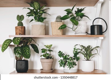 Stylish Wooden Shelves Green Plants Black Stock Photo 1350448772 ...