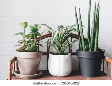 Stylish green plants in pots on wooden vintage stand on background of white rustic wall. Modern room decor. Peperomia, sansevieria, dracaena plants