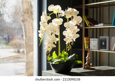 Stylish interior design with beautiful white potted orchid flowers and bookcase next to window