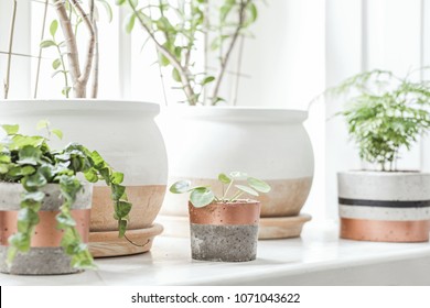 The Stylish Interior Of Home Garden With Different Ceramic And Concrete Pots On The Window Sill.  