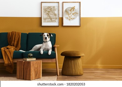 Stylish interior of living room with design furniture, gold pouf, plant, mock up poster frames, carpet, accessoreis and beautiful dog lying on the sofa in cozy home decor. Template.