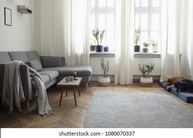 Stylish Interior Of Living Room With Small Design Table And Sofa. White Walls, Plants On The Windowsill. Brown Wooden Parquet. The Dogs Sleep On The Moth. 