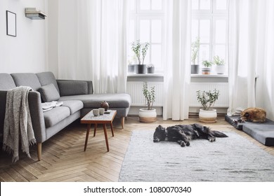 Stylish Interior Of Living Room With Small Design Table And Sofa. White Walls, Plants On The Windowsill And Floor. Brown Wooden Parquet. The Dogs Sleep In The Room. 