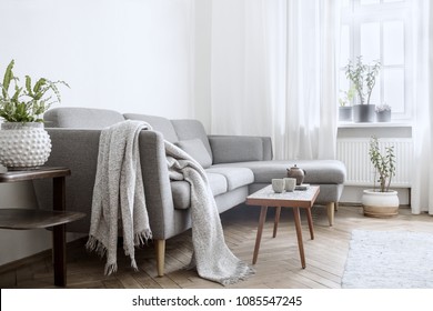 Stylish Interior Of Living Room With Small Design Table And Sofa. White Walls, Plants On The Windowsill. Brown Wooden Parquet.