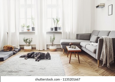 Stylish Interior Of Living Room With Small Design Table And Sofa. White Walls, Plants On The Windowsill. Brown Wooden Parquet. The Dog Sleep On The Carpet.