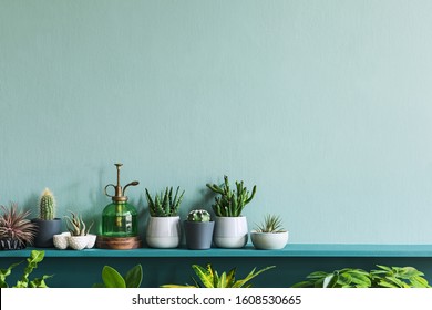 Stylish Living Room Interior With Compositon Of Beautiful Cacti And Succulents In Differents Design Pots On The Green Shelf. Green Wall. Modern And Floral Concept Of Home Garden Jungle. Template. 