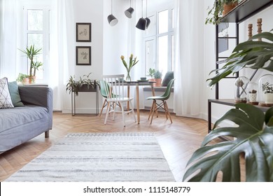 Stylish and modern open space with dining and living room with sofa and family table. Bright and sunny room with plants and brown wooden parquet.
