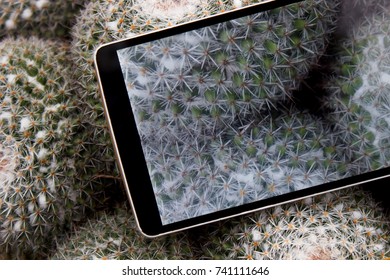 a stylish photo of a mobile phone on cactus, with a cactus photo on the screen