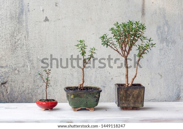 Crassula Sarcocaulis Bonsai : Facebook : Crassula Crassula Sarcocaulis Bonsai : Facebook : Crassula