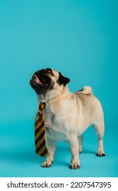 Stylish Pug Dog In Striped Tie Sticking Out Tongue And Standing On Blue