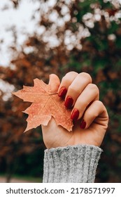 Stylish Red Female Nails. Fall Leaf In Hands. Modern Beautiful Manicure. Autumn Winter Nail Design Concept Of Beauty Treatment. Gel Nails. Skin Care. Wellness. Trendy Colors.