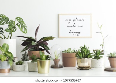 The stylish room filled with a lot of modern plants in different clay pots. Modern composition of home garden with mock up poster frame.