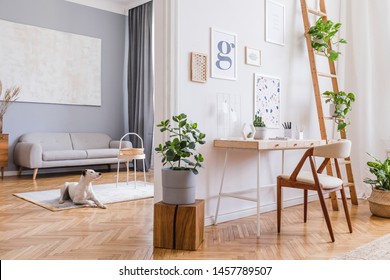 Stylish Scandinavian Interior Of Home Open Space With Stylish Chairs, Wooden Desk, Shelf, Plants, Elegant Accessories And Mock Up Posters Frames. Stylish Home Decor. Template. Dog Lies On The Carpet.