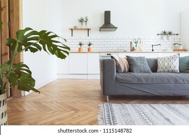 Stylish scandinavian open space with kitchen accessories,big plants and sofa. Design room with white walls.