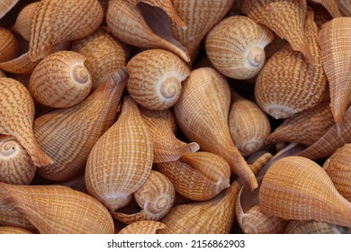 Stylish Sea Snail Stock On Shop For Sell