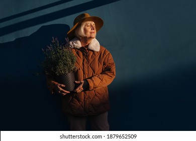 Stylish Senior Woman With Potted Plant. Positive Elderly Female In Stylish Warm Coat And Elegant Hat Holding Flowerpot With Lavender Plants While Standing Against Dark Blue Wall