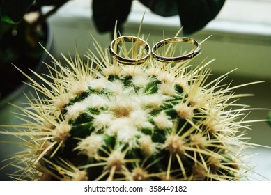 Stylish Wedding Rings On Beautiful Fresh Green Cactus, Love Concept