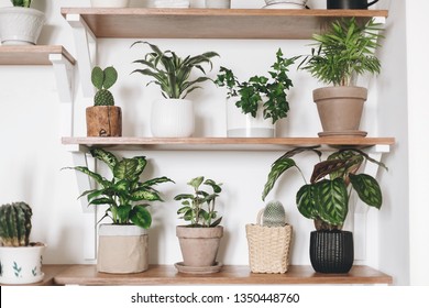 Stylish Wooden Shelves With Green Plants And Black Watering Can. Modern Hipster Room Decor. Cactus, Calathea, Peperomia,dumbcane, Dracaena, Ivy, Palm, Sansevieria In Pots On Shelf.