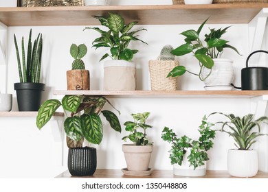 Stylish Wooden Shelves With Green Plants And Black Watering Can. Modern Hipster Room Decor. Cactus, Dieffenbachia, Epipremnum, Calathea,dracaena,ivy, Peperomia,sansevieria In Pots On Shelf