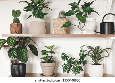 Stylish Wooden Shelves With Green Plants And Black Watering Can. Modern Hipster Room Decor. Cactus, Dieffenbachia, Epipremnum, Calathea,dracaena,ivy, Peperomia In Pots On Shelf