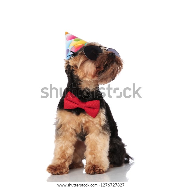 yorkie birthday hat