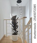 Stylishly placed rubber plant enhancing modern home décor aesthetics. Indoor rubber tree plant showcasing bold, glossy leaves, ideal for clean, minimalist interior design, clean and modern space.