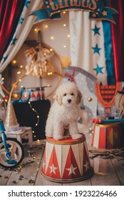 Stylized Circus Photo Zone. White Poodle Puppy.