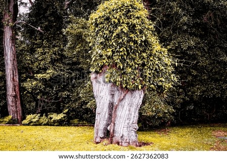 Stylized image of a vine-covered tree trunk in Mount Keira, Illawarra. Captured in natural light using a warm yellow-green vintage preset, evoking a moody, overgrown forest atmosphere.