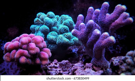 Stylophora Coral (Stylophora sp.)