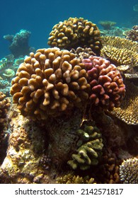 Stylophora Pistillata - Hood Coral - Smooth Cauliflower Coral