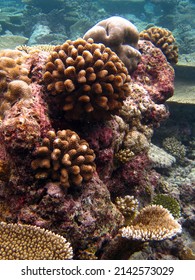 Stylophora Pistillata - Hood Coral - Smooth Cauliflower Coral