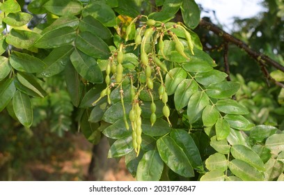 Styphnolobium Japonicum, The Japanese Pagoda Tree. Foliage And  Beans.