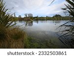 Styx Mill Conservation Area lake, with Flax Bushes and Flowers, Christchurch, New Zealand