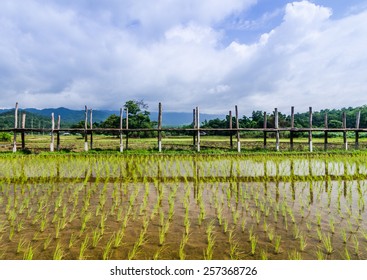 Su Tong Pae Bridge In Rice Field,mae Hong Sorn ,thailand