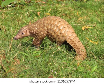 Sub adult Indian pangolin walking