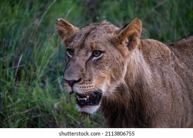 607 Sub adult lion Images, Stock Photos & Vectors | Shutterstock