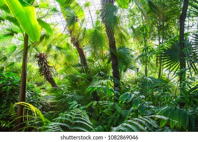 Sub Tropical Green Plants Garden Forest Stock Photo 1082869046 ...