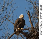 A subadult Bald Eagle is a young Bald Eagle, somewhere between 1 and 5 years old, that