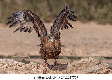 Bird Drinking Water Images Stock Photos Vectors