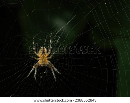 Subadult female cross orb weaver spider (Araneus diadematus) lurking in its web waiting to catch an insect
