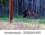 Subadult grizzly bear (Ursus arctos horribilis) walking in a meadow in Grand Teton National Park during spring