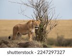 A subadult lioness observing the surrouding from the top of a mound, Masai Mara, Kenya